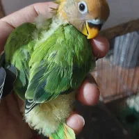 عروس هلندی و کوتوله برزیلی