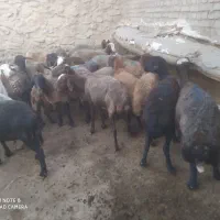 فروش 29راس میش بره