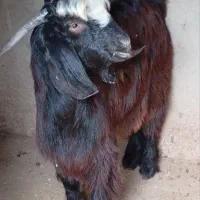 کهره بز