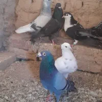 پرنده