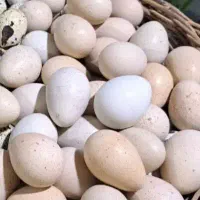 بلدرچین کوهی