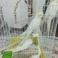 حراج عروس هلندی