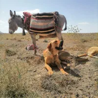 سگ پژدر نر2/5ساله
