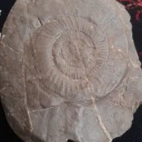 فسیل