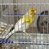 سهره قناری استاد