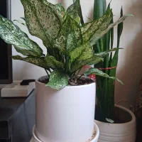 گل‌اگلونما‌برفی