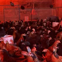 جوجه مرغ خروس طاقچه گلپایگان 60روزه محلی