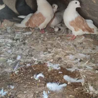 پرنده