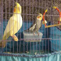 عروس هلندی فروشی