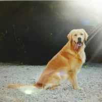 سگ گلدن رتریور