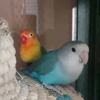 طوطی برزیلی