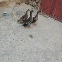 تخم اردک