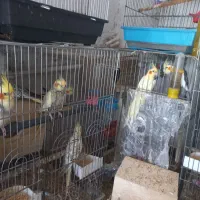 حراج عروس هلندی