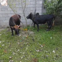 ورزا .با گاو تخم خورده