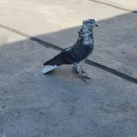 کفتر رنگی پرشی یاهو