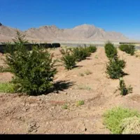باغ جرقویه|فروش خانه و ویلا|اصفهان, برازنده|دیوار