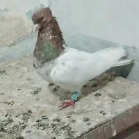 کفتر کله سرور پرشی