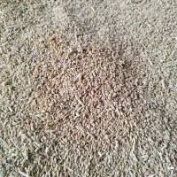 گندم پیشگام