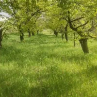 باغچه جیرانلار  حاصلخیز
