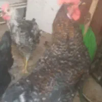 مرغ خوروس فروشی