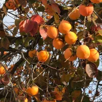 تولید نهال خرمالو سیبی پربار