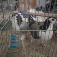 ۷تاجوجه دمگیر وتهرونی درجه یک