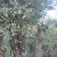 ویلا ۲۰۰ متر فوق لاکچری طبیعت بکر زیر قیمت