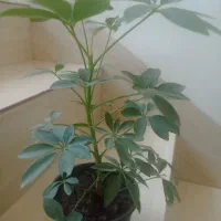 گل وگیاه