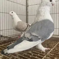 پرنده بلژیکی( زینتی)