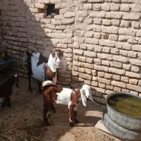 بز‌و‌بزغاله‌درجه‌یک‌وبره