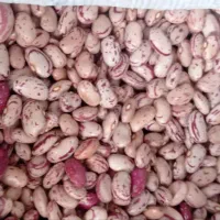 لوبیا چیتی پایه کوتاه و اصلاح شده