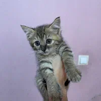 واگذاری گربه فوری