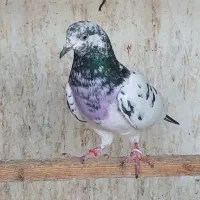 کبوتر