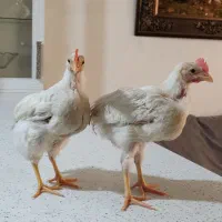 جوجه خروس