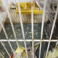 عروس هلندی جوجه