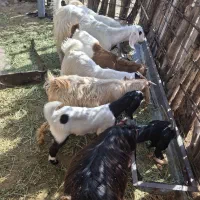 ۷ تا کهره بفروش میرسد