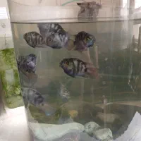 ماهی پرت پلار گورخری