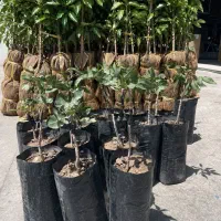 نهال پسته پیوندی (گلدانی)