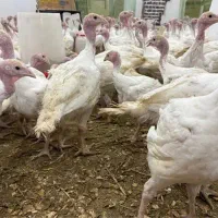 فروش جوجه بوقلمون گوشتی