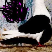 فروش دوکت سیاه