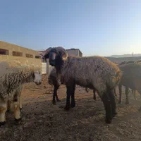 نیرو کار دامداری