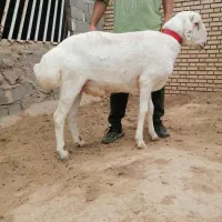 شیشک قوچ چینی درجه 1