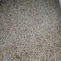 گندم سفید ترخینه تمیز