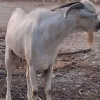 چپش دورگه سومال سرمست