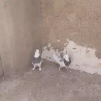 کبوتر|پرنده|قم, بکایی|دیوار