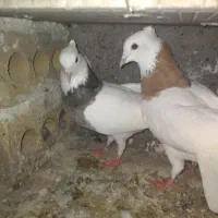 طوقی|پرنده|مشهد, شمس آباد|دیوار