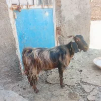 بز چاق