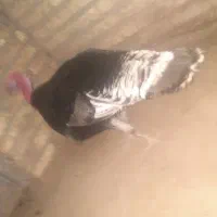 حیوانات مزرعه