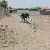 چهار-دیواری-باغی-قابل-معاوضه