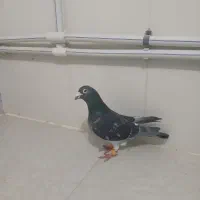کبوتر نرکوهی اصیل خوب زرنگ جوجه قره